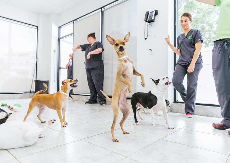 Carousel Slide 4: Holistic and alternative care