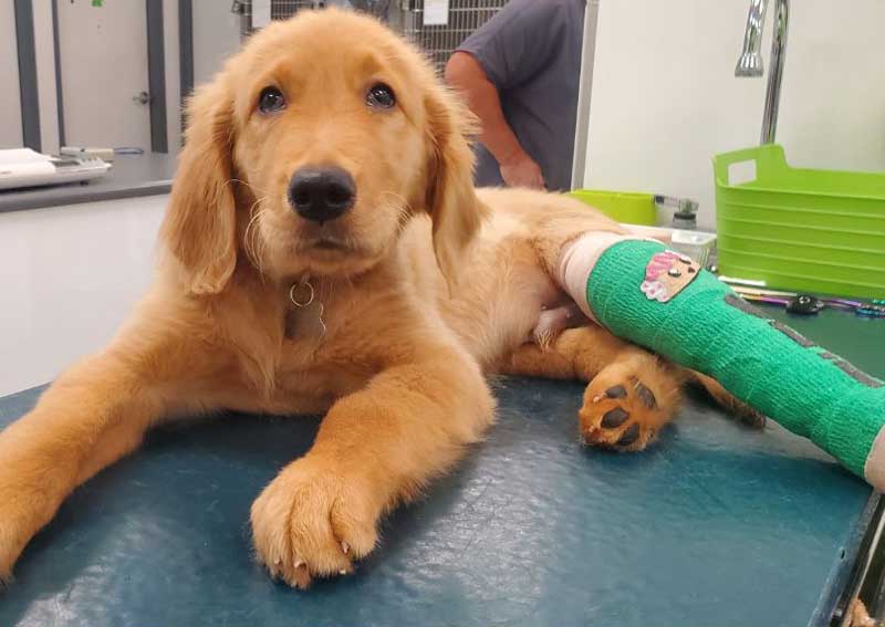 Carousel Slide 6: Veterinary surgeons in Honolulu